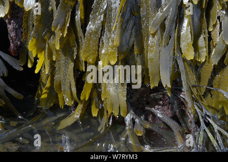 Toothed wrack (Fucus serratus) on rocks exposed at low tide and submerged in a rockpool, Lyme Regis, Dorset, UK, May. Stock Photo