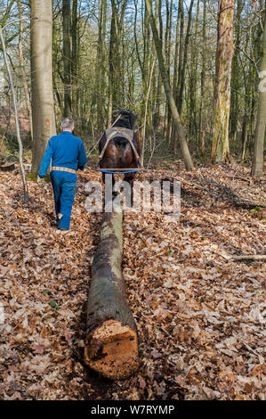 Forester dragging tree-trunk from forest with Belgian draft / draught horse (Equus caballus), Belgium.March 2013 Stock Photo