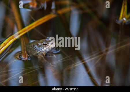 European common frog (Rana temporaria) floating in pond, Belgium, April.
