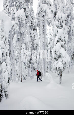 Cross-country skier and snow covered trees on Amabilis Mountain in the Okanogan-Wenatchee National Forest, Cascade Montains, Washington, USA, January 2013. Model released. Stock Photo