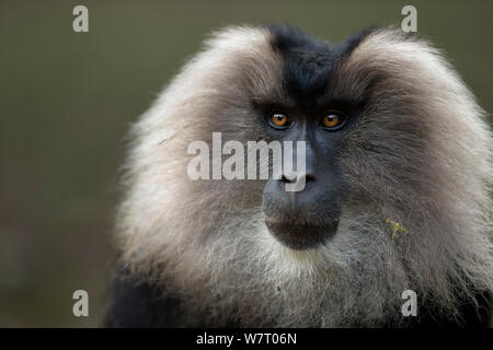 Lion-tailed macaque (Macaca silenus) male portrait. Anamalai Tiger Reserve, Western Ghats, Tamil Nadu, India. Apr 2013. Stock Photo