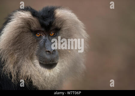 Lion-tailed macaque (Macaca silenus) male portrait. Anamalai Tiger Reserve, Western Ghats, Tamil Nadu, India. Apr 2013. Stock Photo