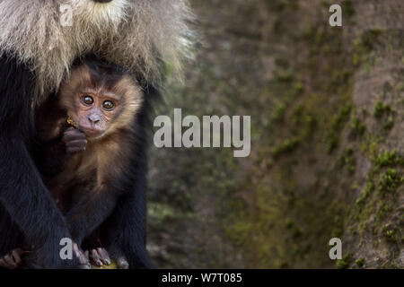 Lion-tailed macaque (Macaca silenus) baby aged 3-6 months. Anamalai Tiger Reserve, Western Ghats, Tamil Nadu, India. Mar 2013. Stock Photo