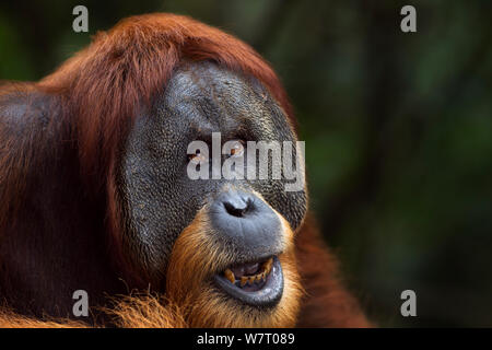 Sumatran orangutan (Pongo abelii) mature male 'Halik' aged 26 years portrait. Gunung Leuser National Park, Sumatra, Indonesia. Apr 2012. Rehabilitated and released (or descended from those which were released) between 1973 and 1995. Stock Photo