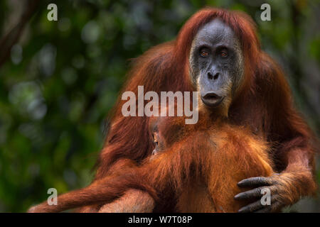Sumatran orangutan (Pongo abelii) female 'Ratna' aged 24 years playing with her baby daughter 'Global' aged 3-4 years. Gunung Leuser National Park, Sumatra, Indonesia. Apr 2012. Rehabilitated and released (or descended from those which were released) between 1973 and 1995. Stock Photo