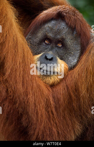 Sumatran orangutan (Pongo abelii) mature male &#39;Halik&#39; aged 26 years portrait. Gunung Leuser National Park, Sumatra, Indonesia. Apr 2012. Rehabilitated and released (or descended from those which were released) between 1973 and 1995. Stock Photo