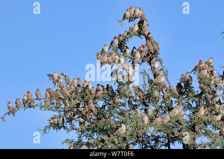 Red-headed Finch (Amadina erythrocephala) large flock in tree, Kgalagadi National Park, South Africa. Stock Photo