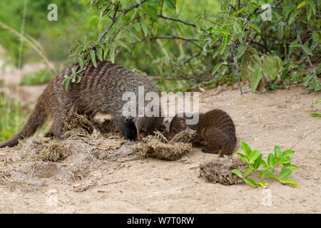 Banded mongoose (Mungos mungo) adult 'escort' teaching young to forage, Queen Elizabeth National Park, Mweya Peninsula, Uganda, Africa. Stock Photo