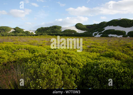 Sand dune vegetation near Koppie Alleen, De Hoop Nature Reserve, Western Cape, Overberg, South Africa. Stock Photo