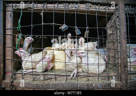 Chickens in cage, Dar es Salaam, Tanzania Stock Photo