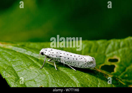 Bird Cherry Ermine Moth (Yponomeuta evonymella) on leaf, Surrey, England, UK. June. Stock Photo
