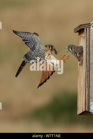 Male American kestrel (Falco sparverius) landing at nest box with grasshopper prey, with a chick leaning out and begging for food, Colorado, USA, July Stock Photo