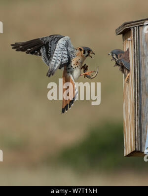 Male American kestrel (Falco sparverius) landing at nest box with lizard prey, with a chick leaning out and begging for food, Colorado, USA, July Stock Photo