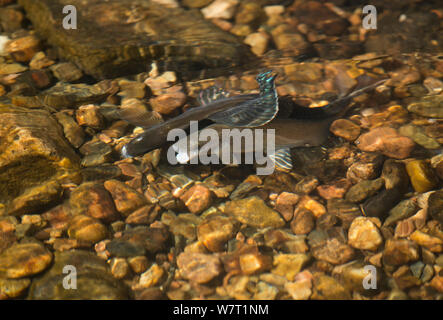 Male Arctic grayling (Thymallus arcticus) displaying to  a female, Colorado, USA, July. Stock Photo