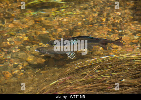 Male and female Arctic grayling (Thymallus arcticus) swimming upstream to spawn, Colorado, USA, July. Stock Photo