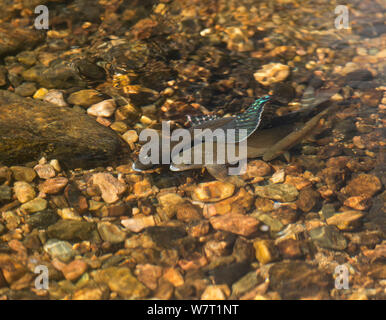 Male Arctic grayling (Thymallus arcticus) displaying to  a female, with a small Greenback cutthroat trout (Oncorhynchus clarki stomias) nearby, Colorado, USA, July. Stock Photo