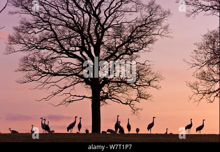 Flock of Common cranes (Grus grus) silhouetted at dusk, Hornborga, Sweden, April. Stock Photo