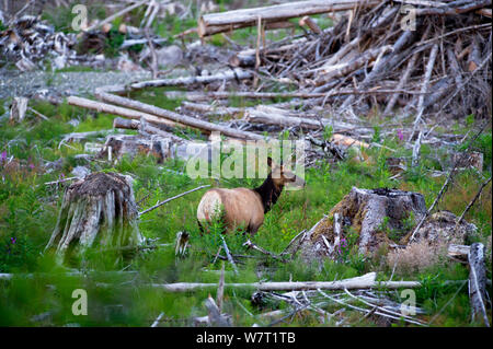 Roosevelt elk (Cervus elaphus roosevelti) in a cut forest. East coast, near Telegraph Cove, Vancouver Island, British Columbia, Canada, July. Stock Photo