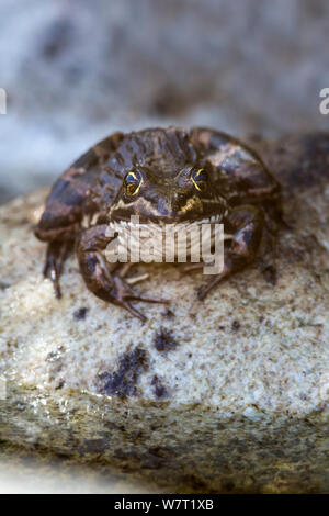 Cape river frog (Amietia fuscigula), Harold Porter Botanical Gardens, Western Cape, South Africa, February. Stock Photo