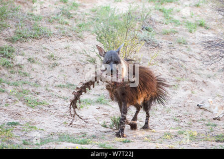 Brown hyena (Hyaena brunnea) carrying carrion from lion kill in its mouth, Kgalagadi Transfrontier National Park, Northern Cape, South Africa, January. Stock Photo