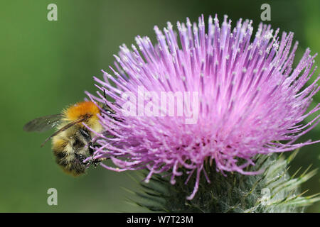 Common Carder bumblebee (Bombus pascuorum) foraging on Spear thistle (Cirsium vulgare) flowering in a pollen and nectar flower mixture bordering a Barley crop, Marlborough Downs, Wiltshire, UK, July. Stock Photo