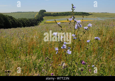 Chicory (Cichorium intybus) flowering among Nodding / Musk thistles (Carduus nutans) in a fallow field with a tree belt and a flowering Linseed crop (Linum usitatissimum) in the background, Marlborough Downs farmland, Wiltshire, UK, July. Stock Photo