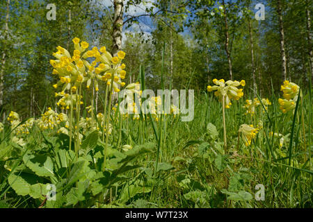 Low angle view of Cowslips (Primula veris) flowering on the fringe of a plantation of Silver birch (Betula pendulosa), Wiltshire, UK, May. Stock Photo