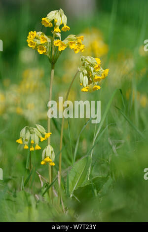 Cowslips (Primula veris) flowering in woodland, Wiltshire, UK, May. Stock Photo