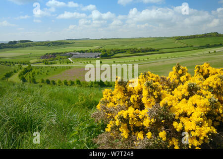 Farmland with mix of rough pasture with flowering European gorse (Ulex europaeus), Red campion (Silene dioica) flowering in a pollen and nectar flower mix patch, arable fields and farm buildings, Marlborough Downs, Wiltshire, UK, June. Stock Photo