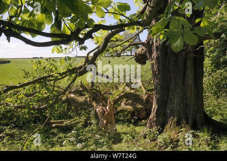 Horse Chestnut tree (Aesculus hippocastanum) with major branch broken off during a storm, Wiltshire, UK, May. Stock Photo