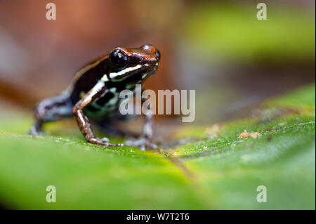 Marbled poison dart frog (Epipedobates boulengeri) on leaf, Ecuador. Stock Photo