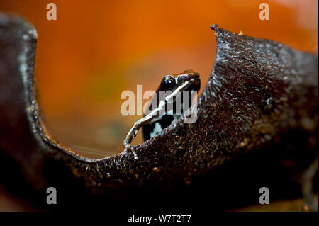 Marbled poison dart frog (Epipedobates boulengeri) on leaf, Ecuador. Stock Photo