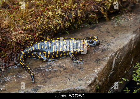 Portuguese fire salamander (Salamandra salamandra gallaica) on damp ledge, captive, native to Portugal. Stock Photo