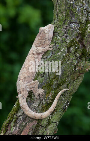 Mossy New Caledonian gecko (Mniarogekko / Rhacodactylus chahoua) captive from New Caledonia. Stock Photo