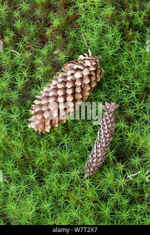 Sitka spruce (Picea sitchensis) cones, one gnawed by a squirrel, lying on hair moss (Polytrichum commune) Peak District, England, UK. July. Stock Photo