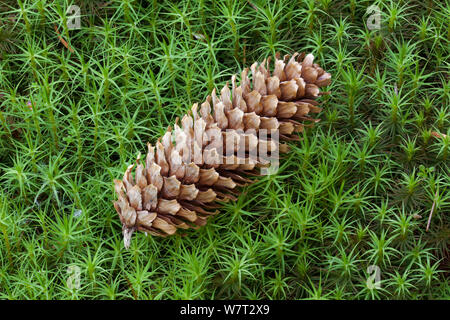 Sitka spruce (Picea sitchensis) cone lying on Hair moss (Polytrichum commune) Peak District, England, UK. July. Stock Photo