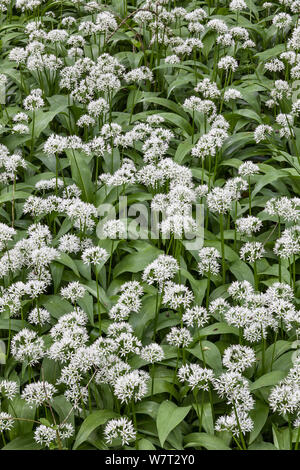 Wild garlic / Ransoms (Allium ursinum) Derbyshire, Peak District, England, UK. June. Stock Photo