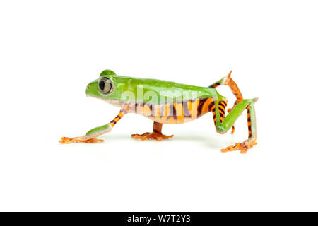 Barred leaf frog (Phyllomedusa tomopterna) captive from South America. Stock Photo