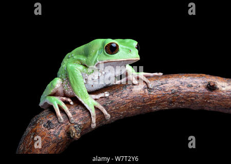 Trinidad leaf frog (Phyllomedusa trinitatis) on branch, captive from Trinidad. Stock Photo