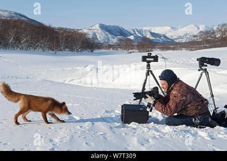 Photographer Sergey Gorshkov taking photographs of Red fox (Vulpes vulpes) Kamchatka, Far East Russia. Stock Photo