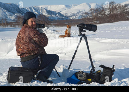 Photographer Sergey Gorshkov taking photographs of Red fox (Vulpes vulpes) Kamchatka, Far East Russia. Stock Photo
