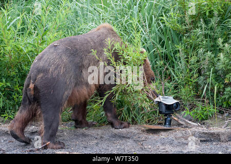 Kamchatka brown bear (Ursus arctos beringianus) investigating remote camera, Kamchatka, Far East Russia, August.