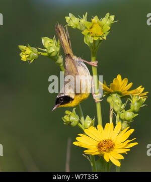 Common yellowthroat (Geothlypis trichas) male, in blooming prairie, Iowa, USA Stock Photo