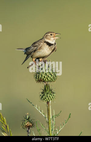 Calandra lark (Melanocorypha calandra) perched on a thistle singing, Castro Verde, Alentejo, Portugal, April Stock Photo