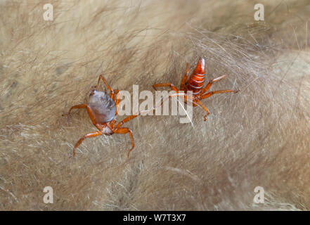 Wingless parasitic bat flies (Diptera: Nycteribiidae, Cyclopodia greefi) in the fur of straw-colored fruit bat (Eidolon helvum), Kenya. Stock Photo