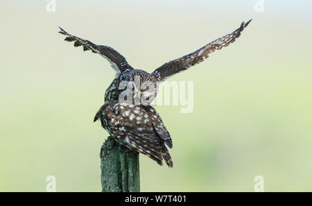 Male Little owl (Athene noctua) bringing food to a female perched on a fence post, Castro Verde, Alentejo, Portugal, April. Stock Photo