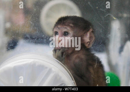 A patas monkey baby is pictured at the Zhengzhou Zoo in Zhengzhou city, central China's Henan province, 23 May 2017.   Patas monkey babies before wean Stock Photo