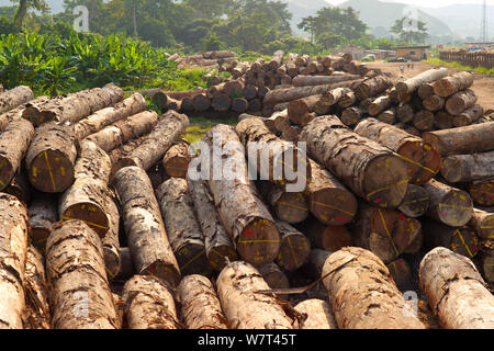 Hardwood logs  in lumber yard just inside Lope National Park, Gabon. Stock Photo