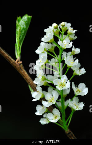 Bird cherry (Prunus padus)  flower, Dorset, UK. May Stock Photo