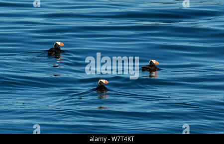 Three Tufted Puffin (Fratercula cirrhata) swimming in formation, St. Lazarus National Wildlife Refuge in Sitka Sound, Alaska, August. Stock Photo